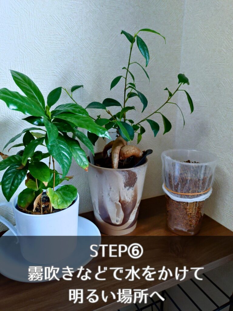 ズボラでもOK!100均プラカップで始めるルッコラの水耕栽培【おうち家庭菜園】