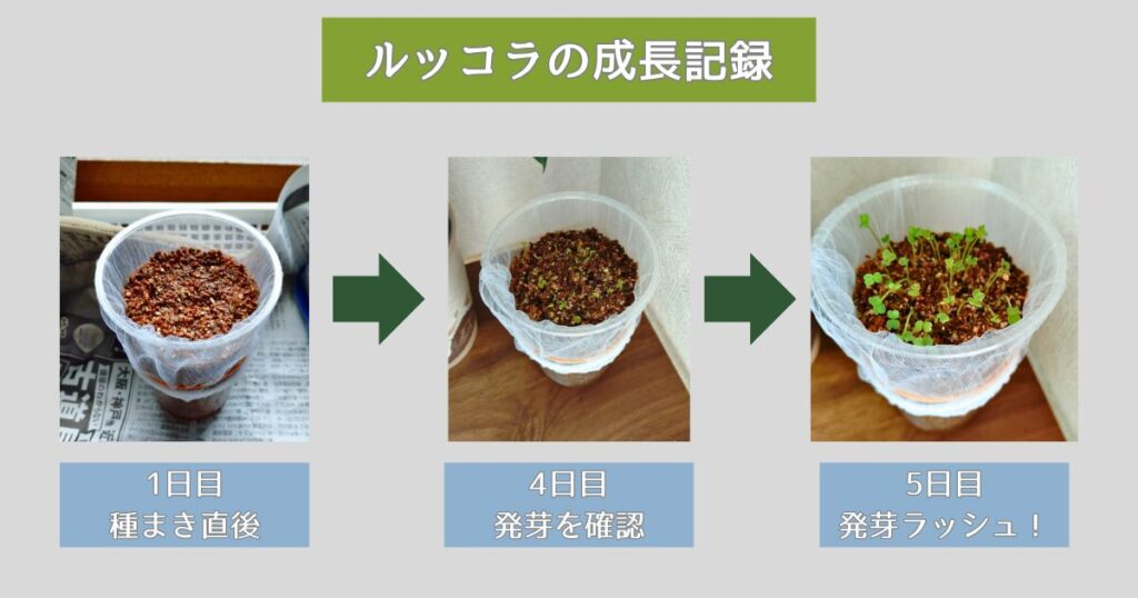 ズボラでもOK!100均水耕栽培のルッコラが発芽!【おうち家庭菜園②】