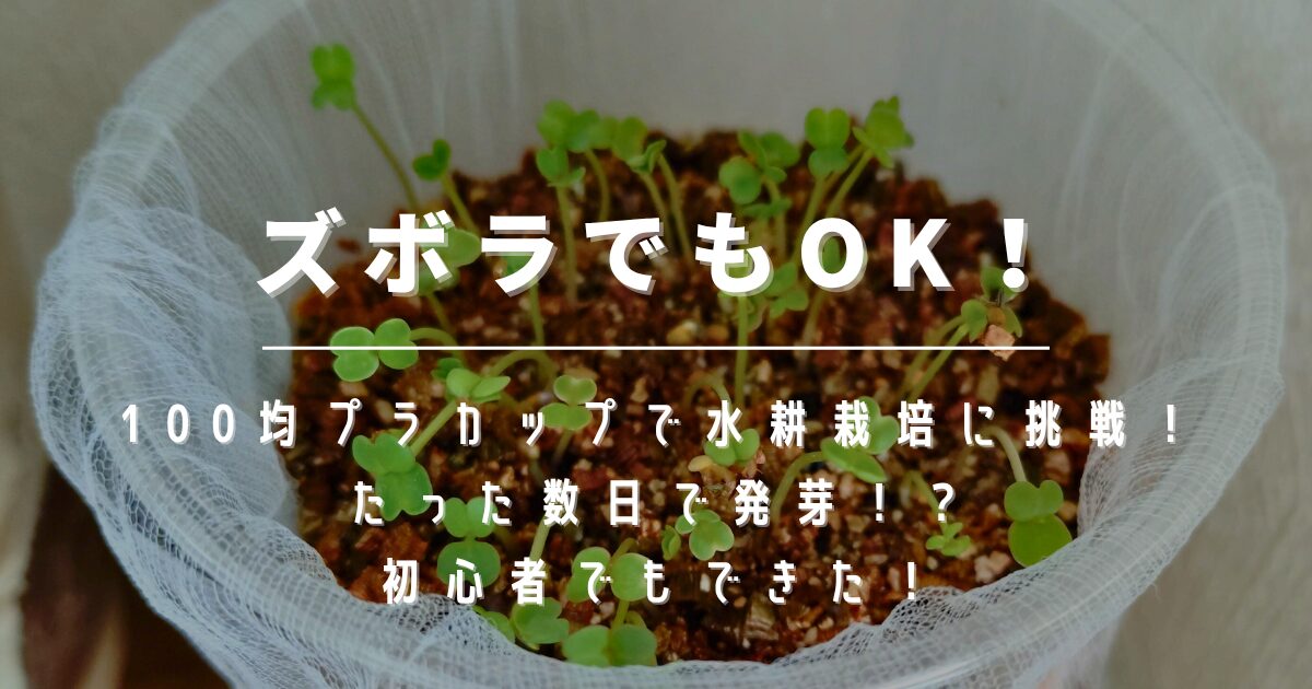 ズボラでもOK！100均水耕栽培のルッコラが発芽！【おうち家庭菜園②】