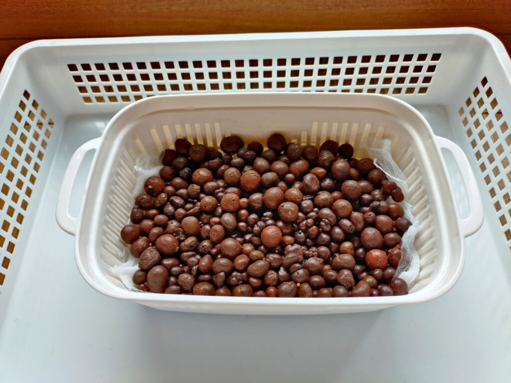 ズボラでもOK!節約にもぴったり♪100均グッズでベビーリーフ水耕栽培スタート【おうち家庭菜園⑤】