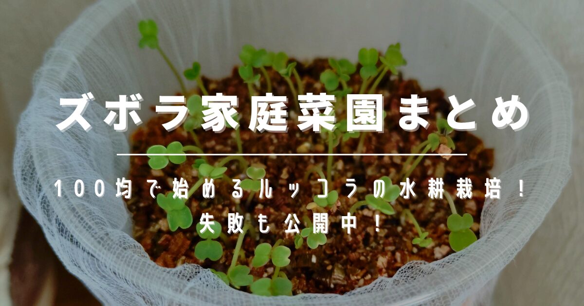 ズボラでもOK！100均で始めるおうち家庭菜園まとめ【ルッコラ水耕栽培】