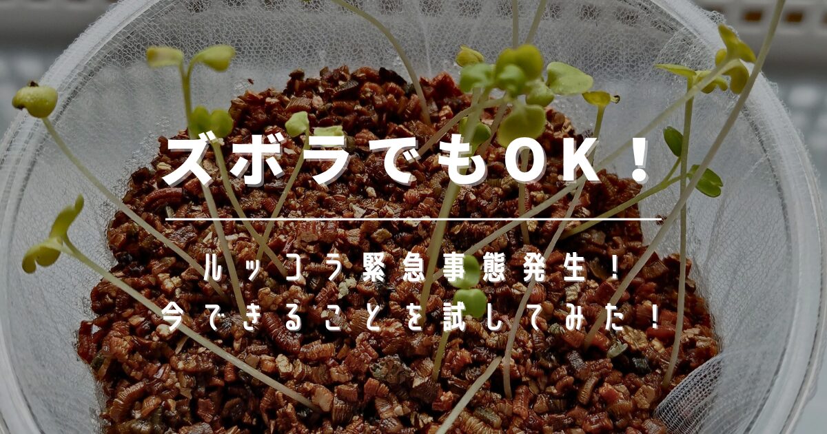 ズボラでもOK！間引き後のルッコラにまさかの異変…！？緊急事態に私が試した対策【おうち家庭菜園④】