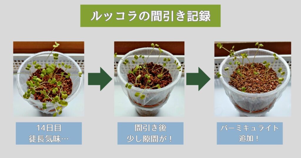 ズボラでもOK!100均水耕栽培のルッコラを間引き!【おうち家庭菜園③】
